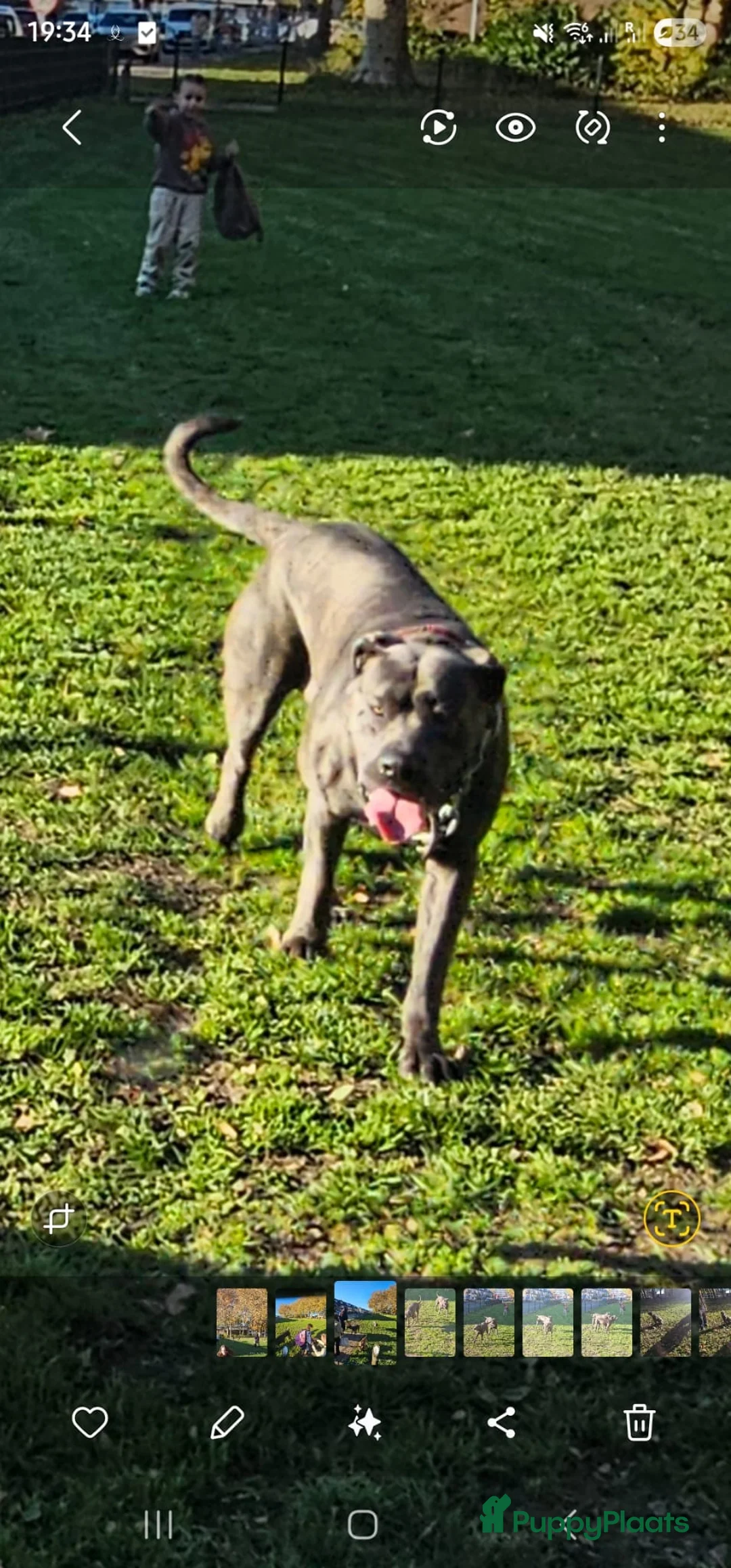 Kruising honden ter dekking: Bandog dekreu beschikbaar - Advertentie 1