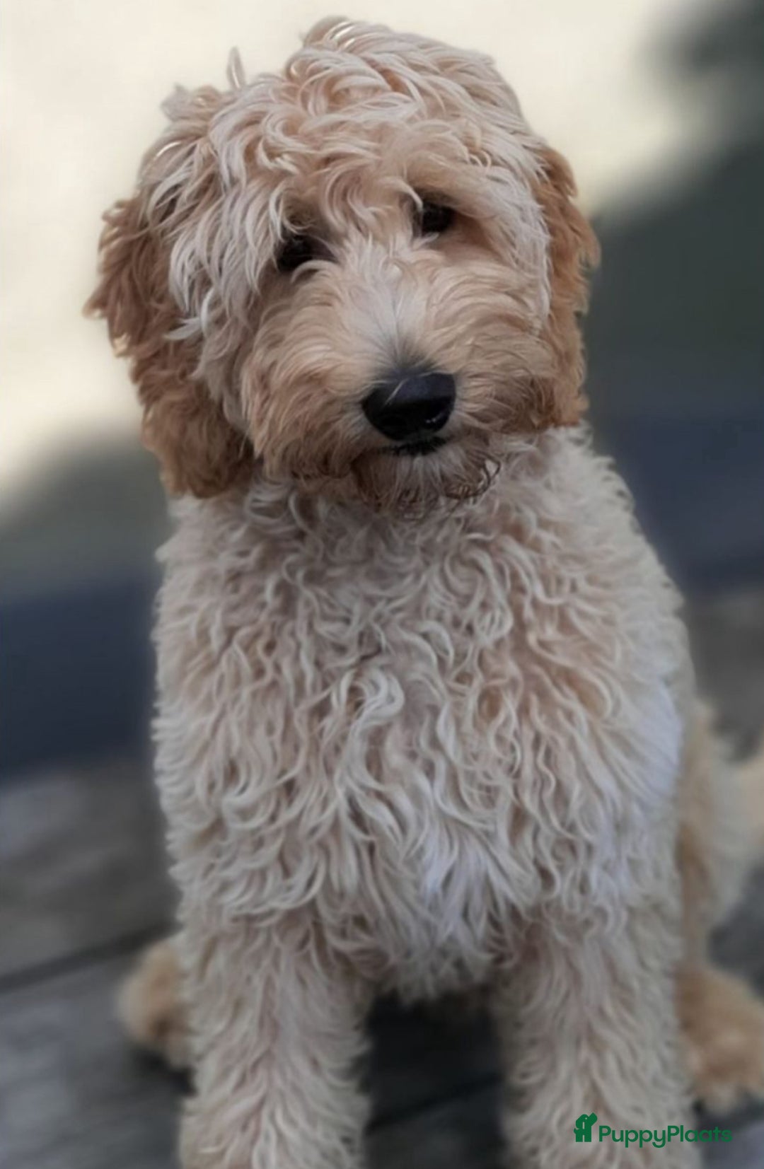 Australian Labradoodle honden te koop: Labradoodle medium ( Australian ) - Advertentie 6