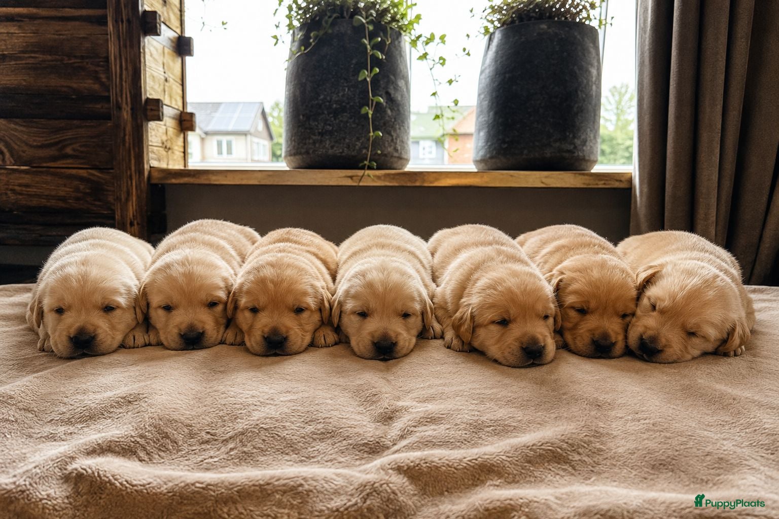 Goldador honden Goldador pups - Advertentie 1