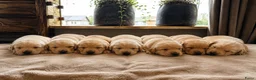 Goldador honden te koop: Goldador pups - Advertentie 1