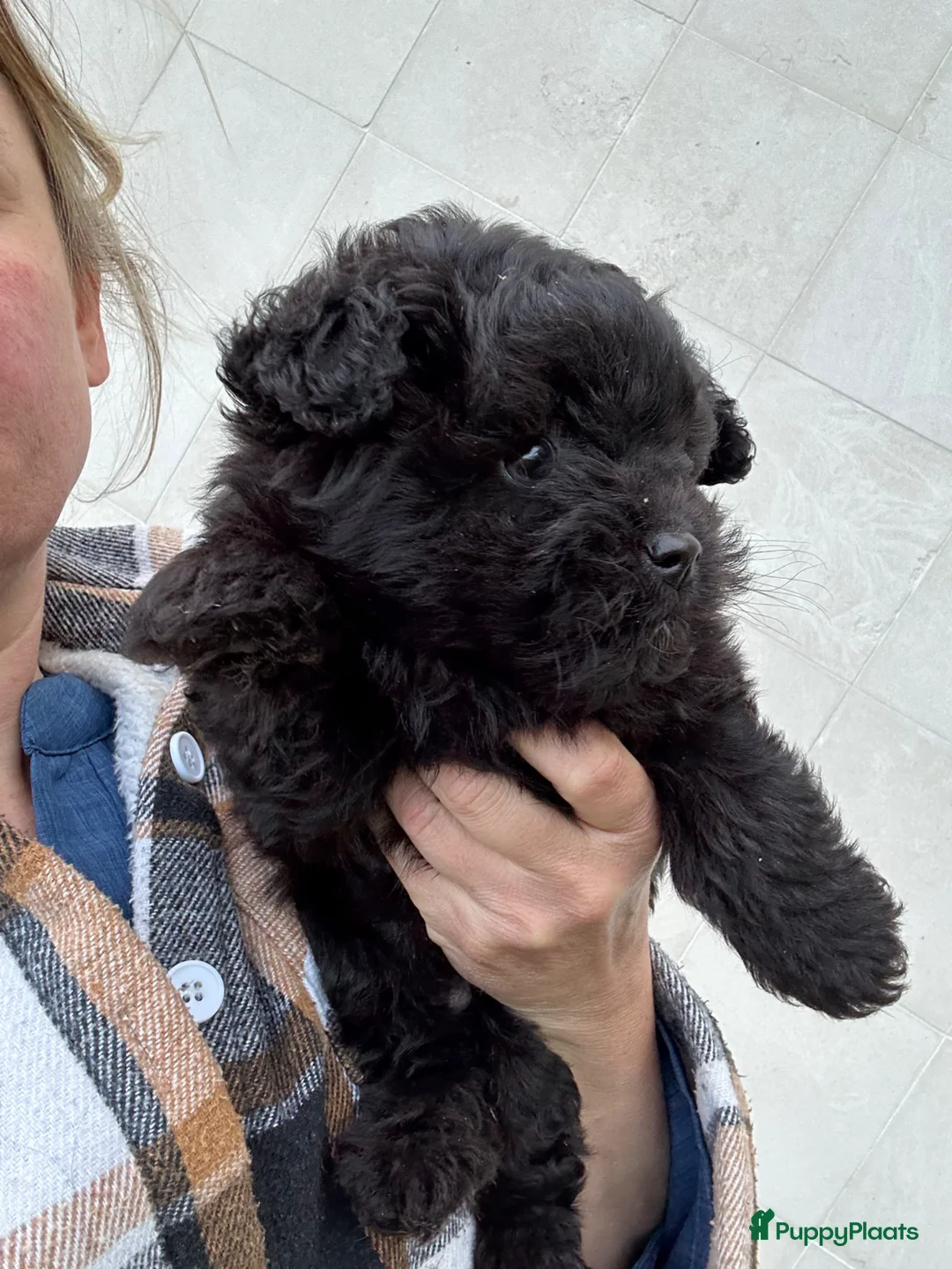 Kruising honden te koop: Doodle reutje - Advertentie 4