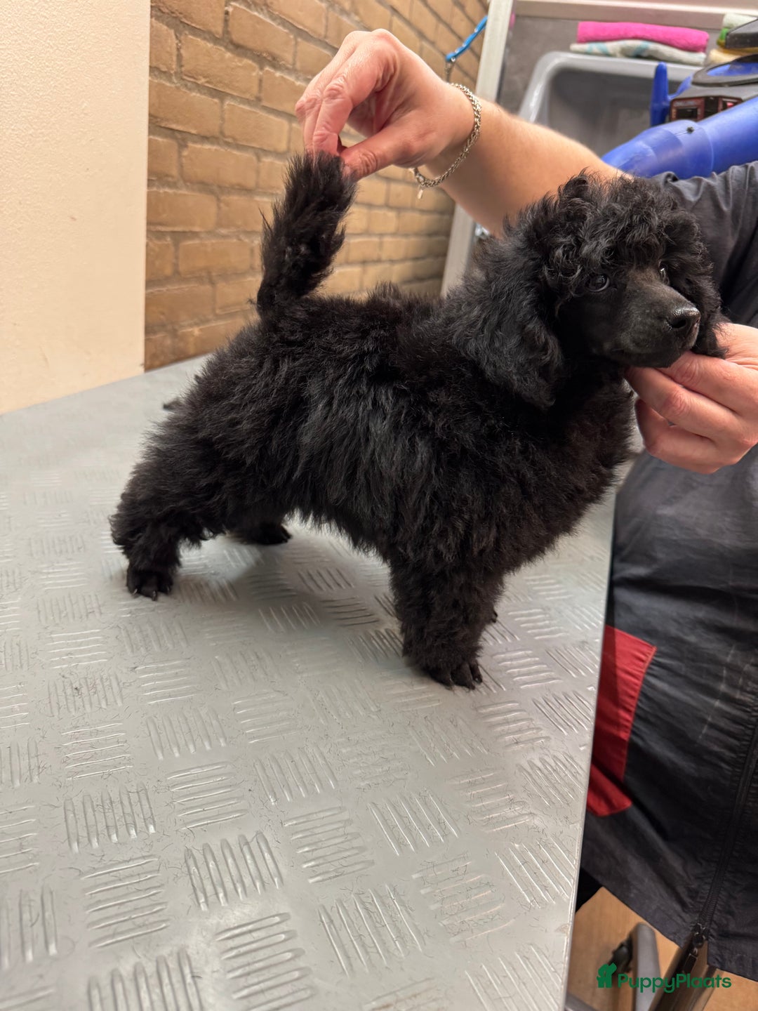 Dwergpoedel honden te koop: Dwerg poedel pup met stamboom (fci) - Advertentie 3