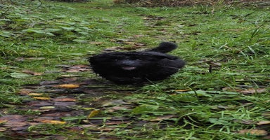 Bernedoodle honden Bernedoodle middenslag f1 teefje te koop  - Advertentie 14