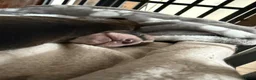 Kruising honden te koop: Cattle-Jack pups te koop - Advertentie 10