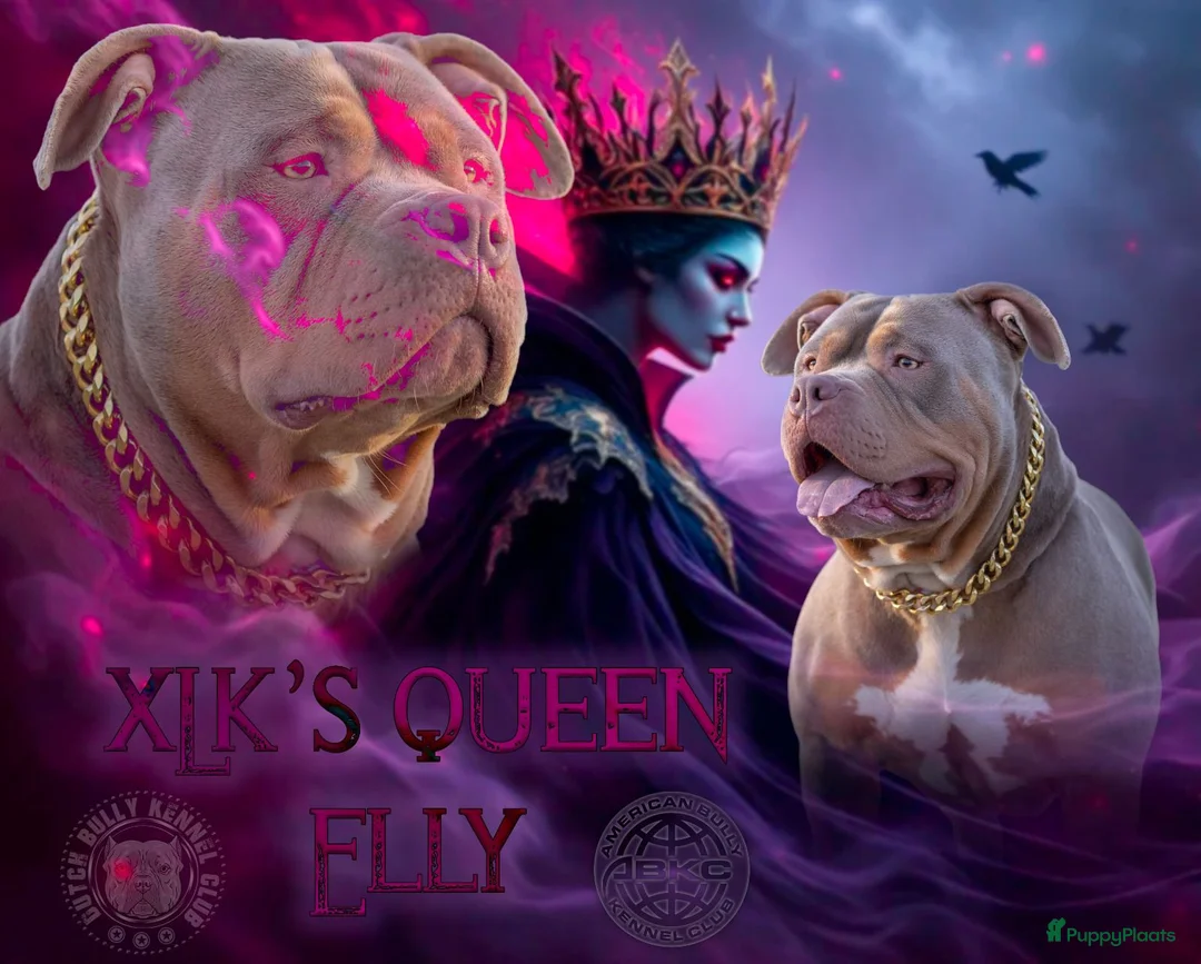 Amerikaanse Bully honden te koop: 🐾 American Bully XL pups verwacht zomer 2026 🐾 - Advertentie 2