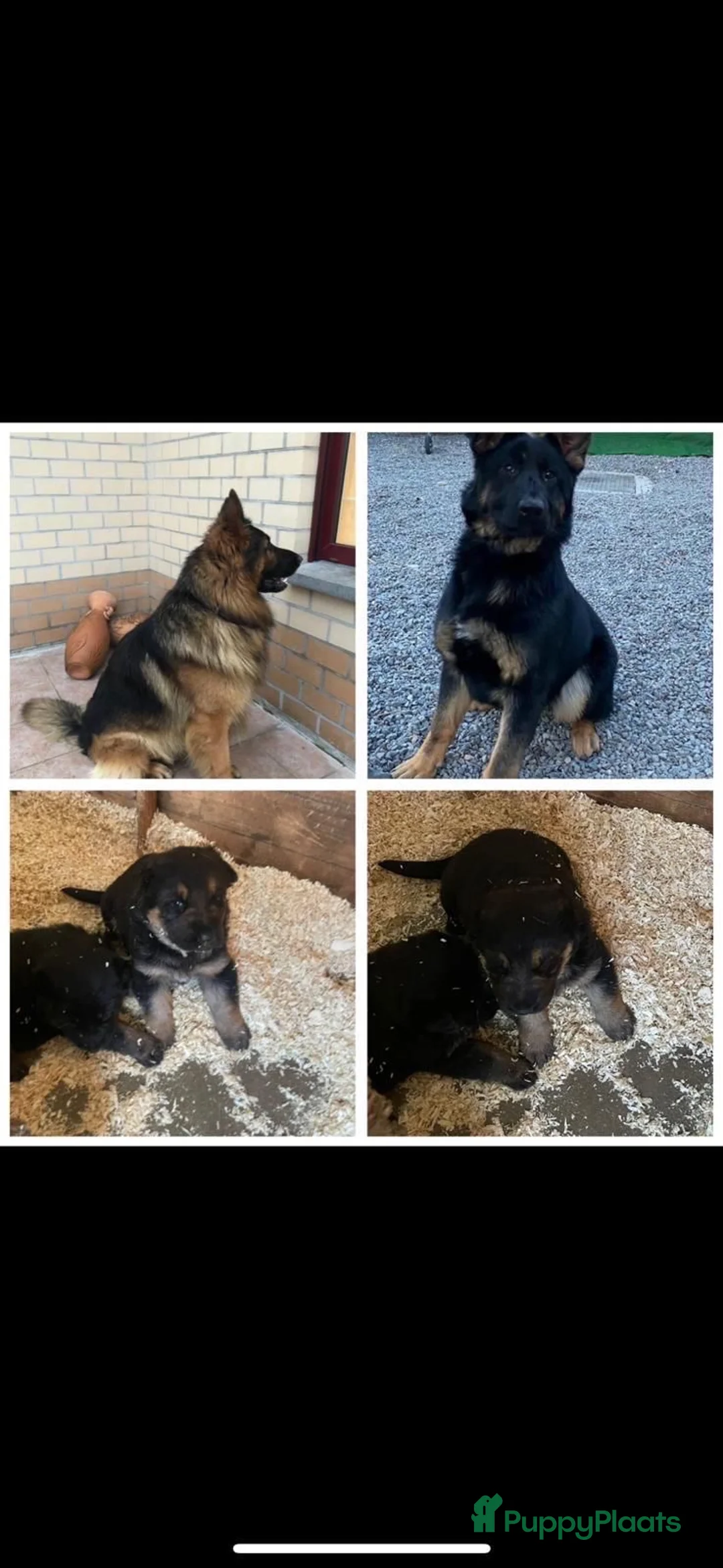 Duitse Herder honden te koop: Herder pup 16 weken (21-9-2025) - Advertentie 10