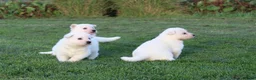 Zwitserse Witte Herdershond honden te koop: Zwitserse witte herder pups - Advertentie 9