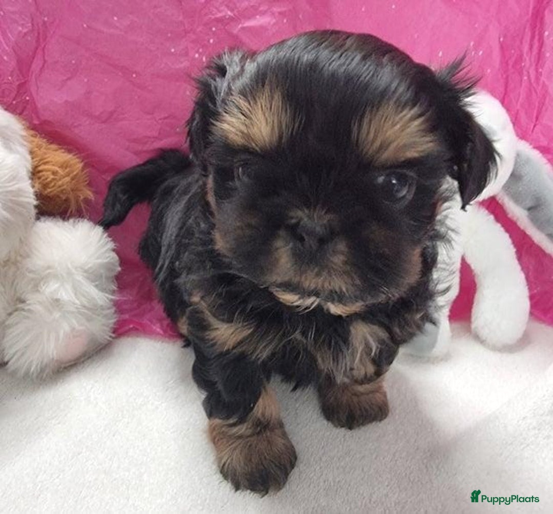 Shih Tzu honden te koop: Imperial Shih Tzu puppy's  - Advertentie 7