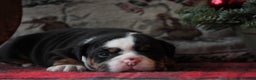 Old English Bulldog honden te koop: Prachtige Old English Bulldog pups met stamboom - Advertentie 6