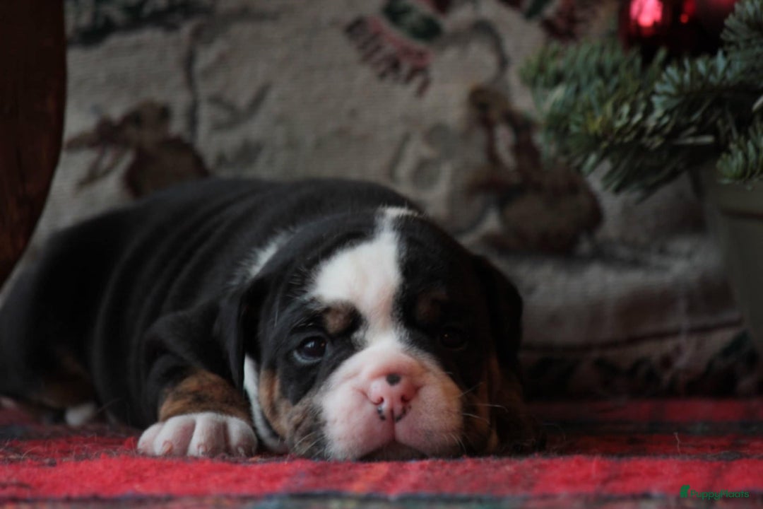 Old English Bulldog honden te koop: Prachtige Old English Bulldog pups met stamboom - Advertentie 6