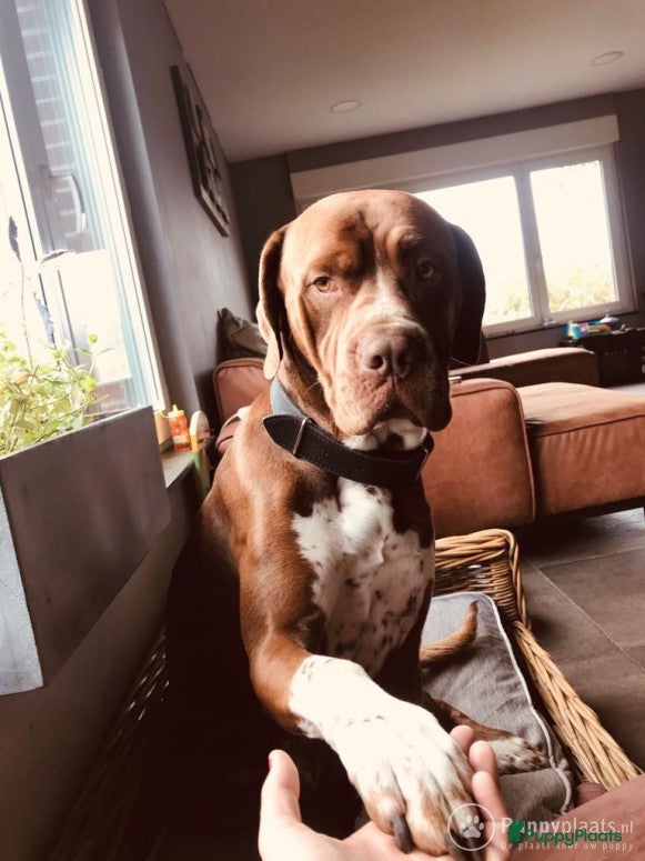 Kruising honden Bordeauxdog Dalmatiër in Nijkerk - Advertentie 14