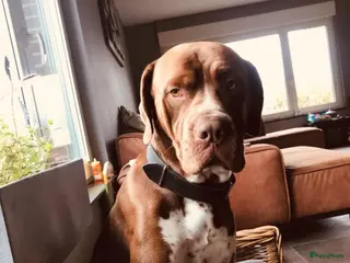 Kruising honden Bordeauxdog Dalmatiër in Nijkerk - Advertentie 20