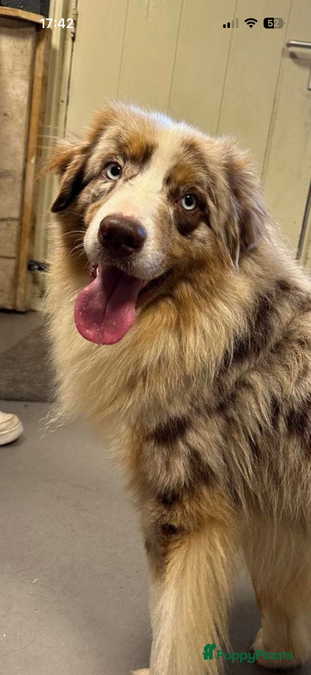 Australian Shepherd honden te koop: Australian Shepherd pups  in Zutphen - Advertentie 15