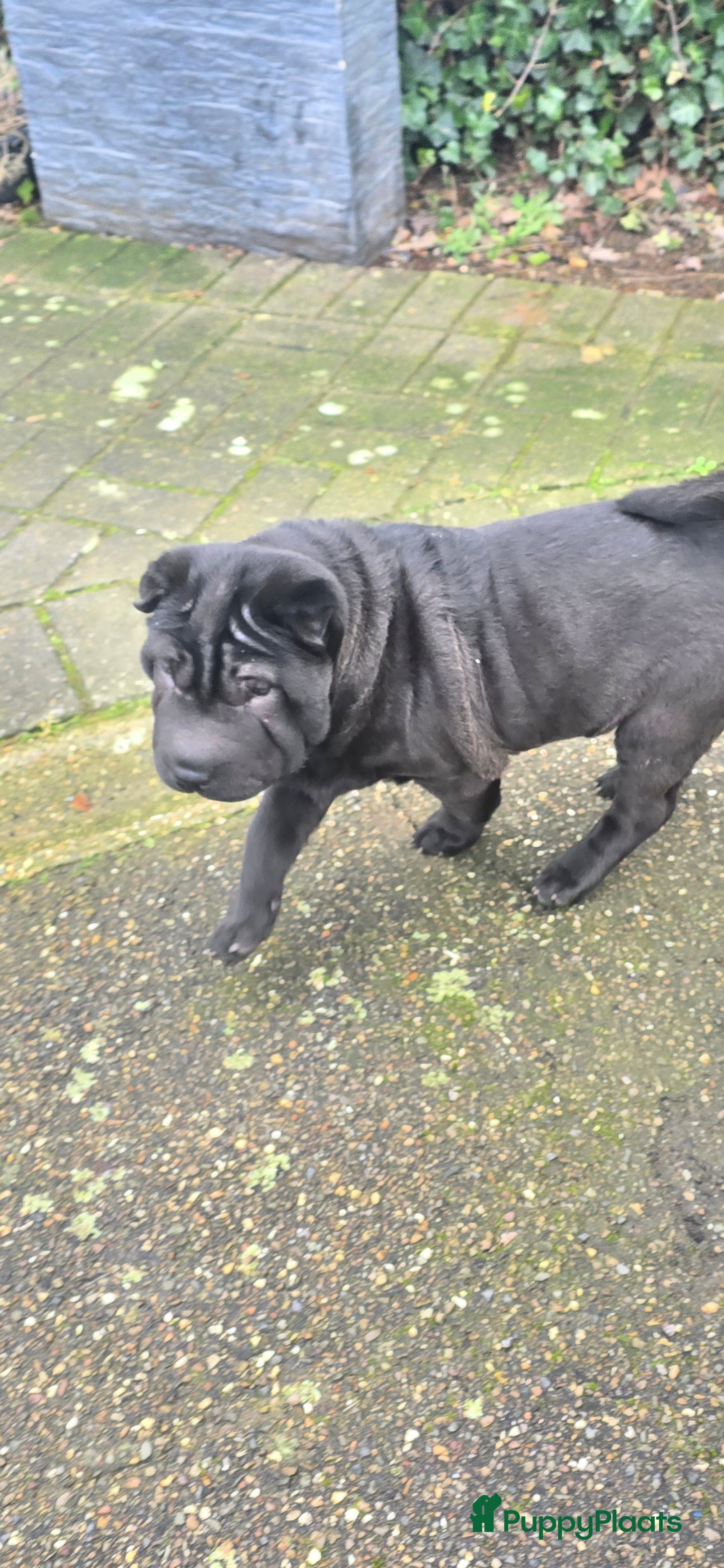 Shar Pei honden   Nog 2 mooie  sharpei    - Advertentie 14