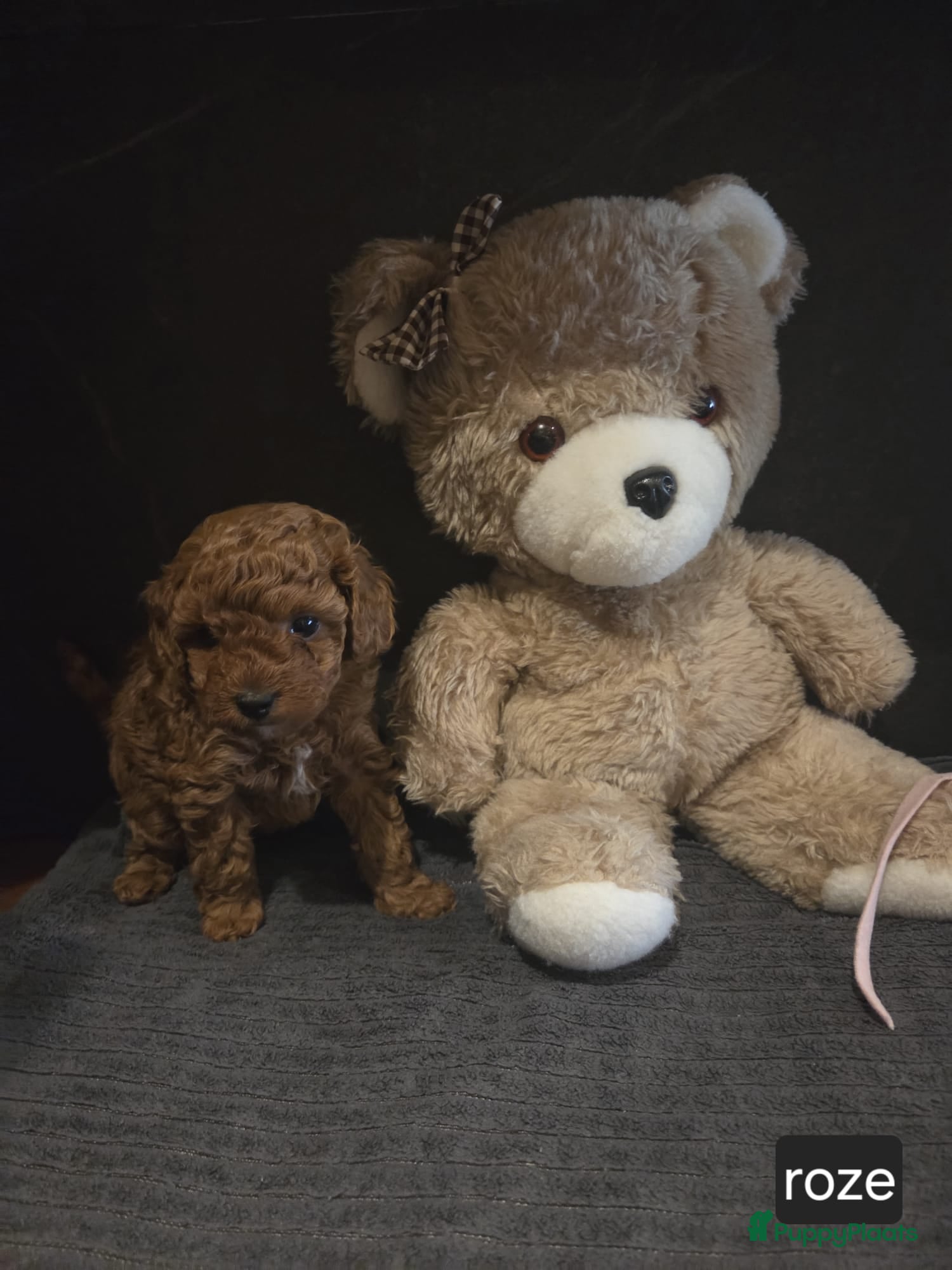 Poedel Toy honden Toypoedel - Advertentie 2