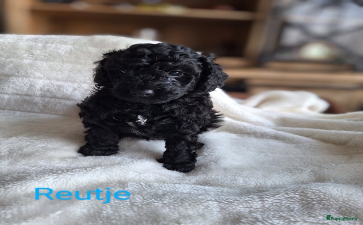 Dwergpoedel honden - Advertentie 1