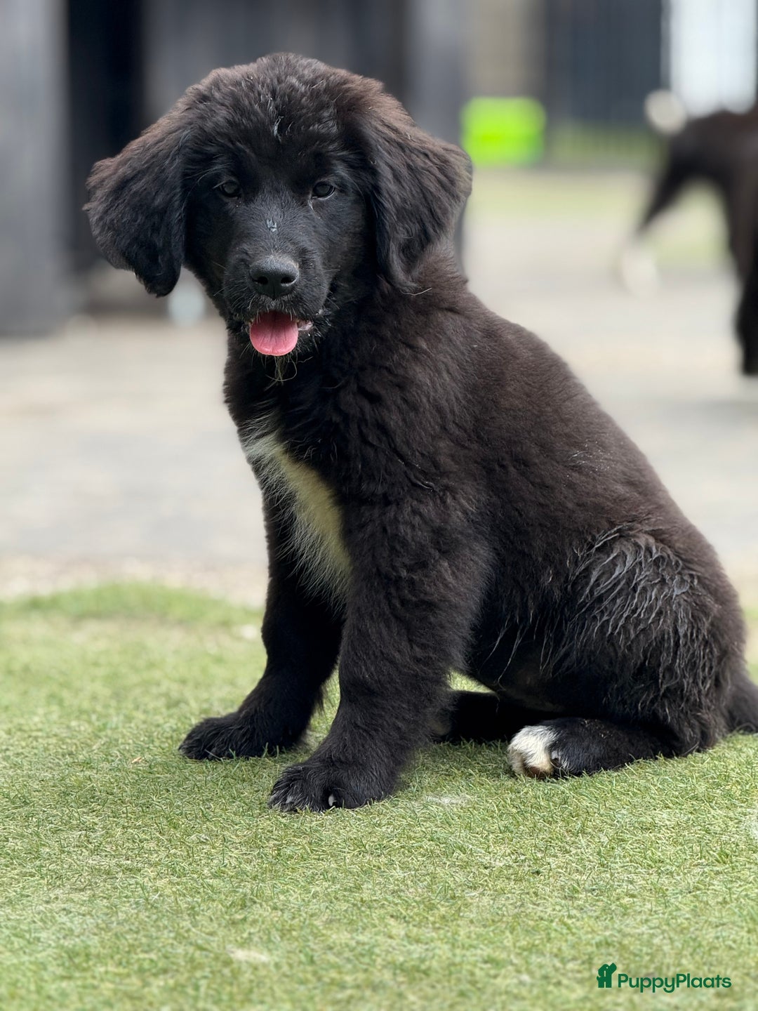 Kruising honden te koop: Newfoundlander Kruising pups  - Afbeelding 5