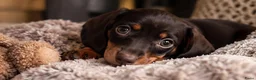 Dwergteckel honden te koop: ❤️😍 Prachtige sociale dwergteckel pups 😍❤️ - Advertentie 13
