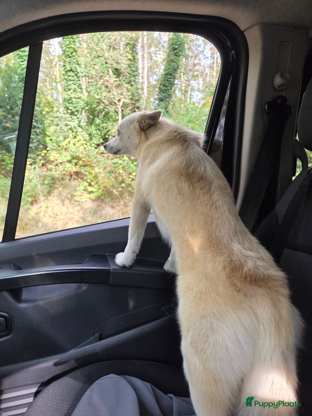 Pomsky honden ter dekking: Dekreu gezocht - Advertentie 3