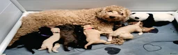 Australian Labradoodle honden te koop: Australian Labradoodle-teefje uit geteste ouders  - Advertentie 16