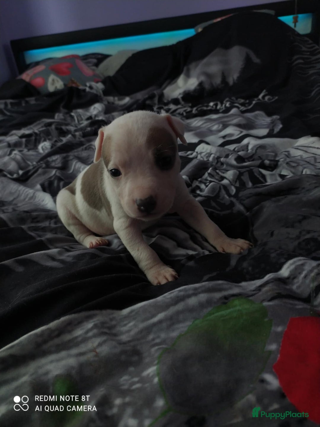 American Staffordshire Terriër honden te koop: American Staffordshire Terrier  - Afbeelding 5