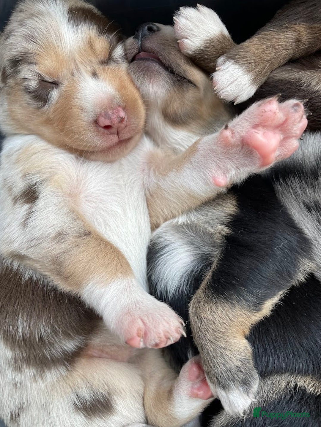Australian Shepherd honden te koop: Australian Shepherd x Kelpie Pups in Maashees - Afbeelding 3