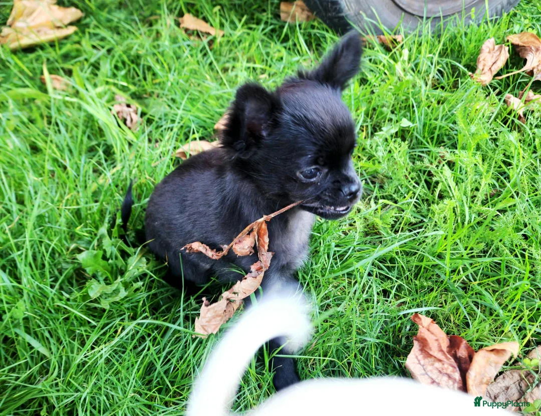 Pomchi honden te koop: Pomchi teefje - Advertentie 1