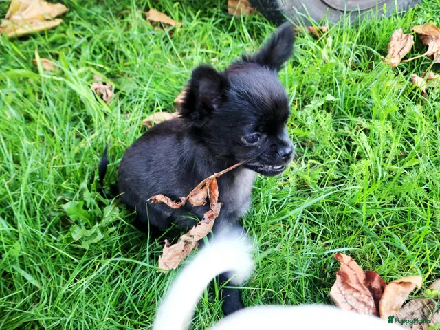 Pomchi honden te koop: Pomchi teefje - Advertentie 13
