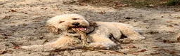 Goldendoodle honden te koop: Goldendoodle Pups verwacht 09/06 - Advertentie 13