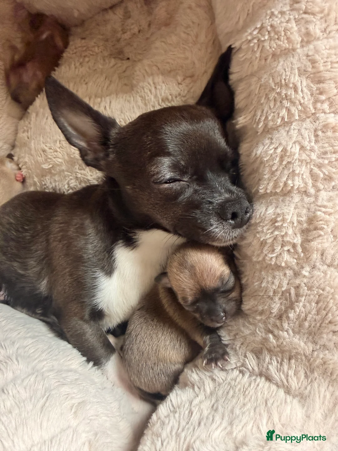 Chihuahua honden te koop: Prachtige chihuahua puppy’s  in Weert - Advertentie 2