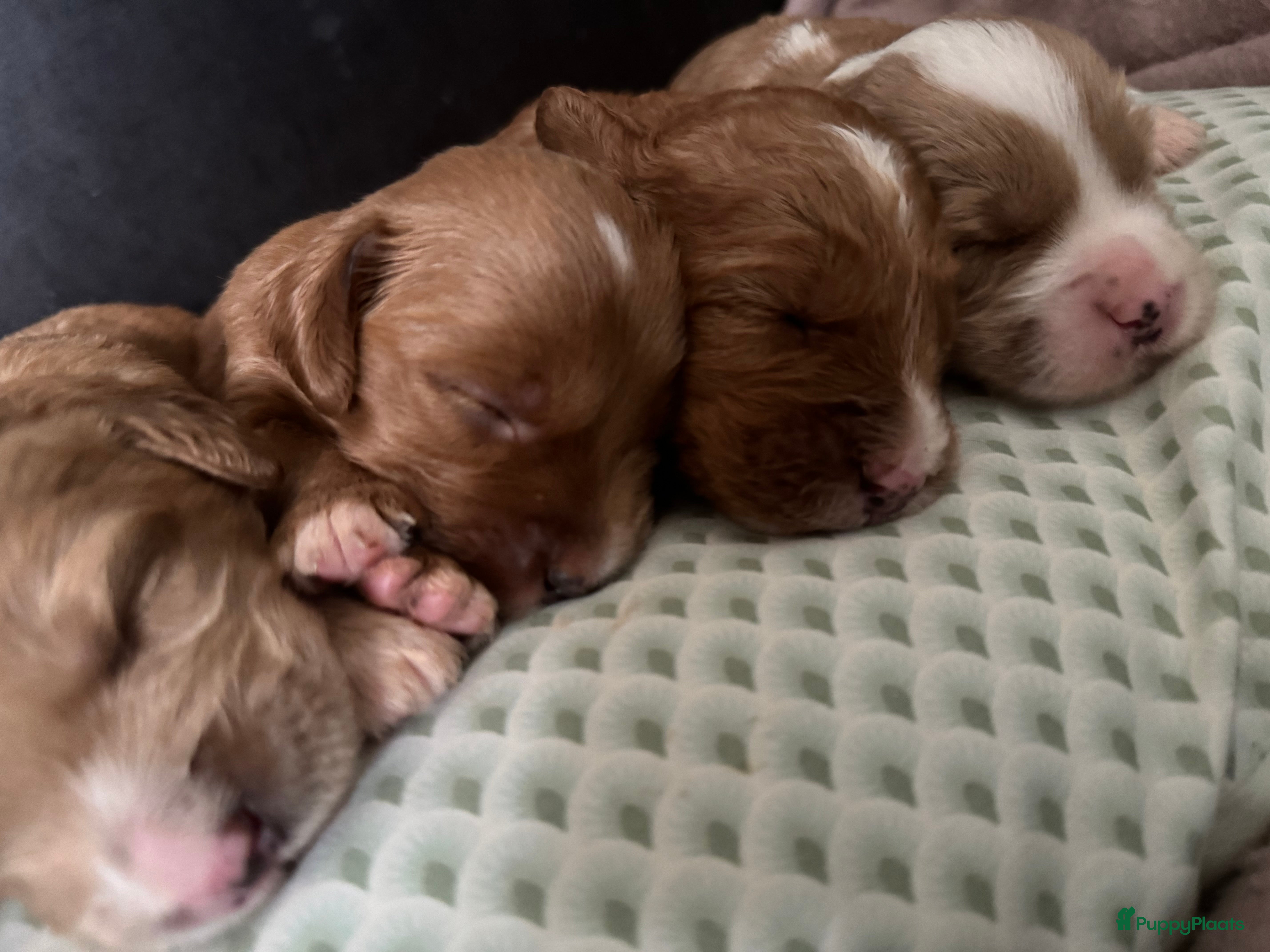 Australian Labradoodle honden Australian labradoodle pups met afstammingsbewijs! - Advertentie 2