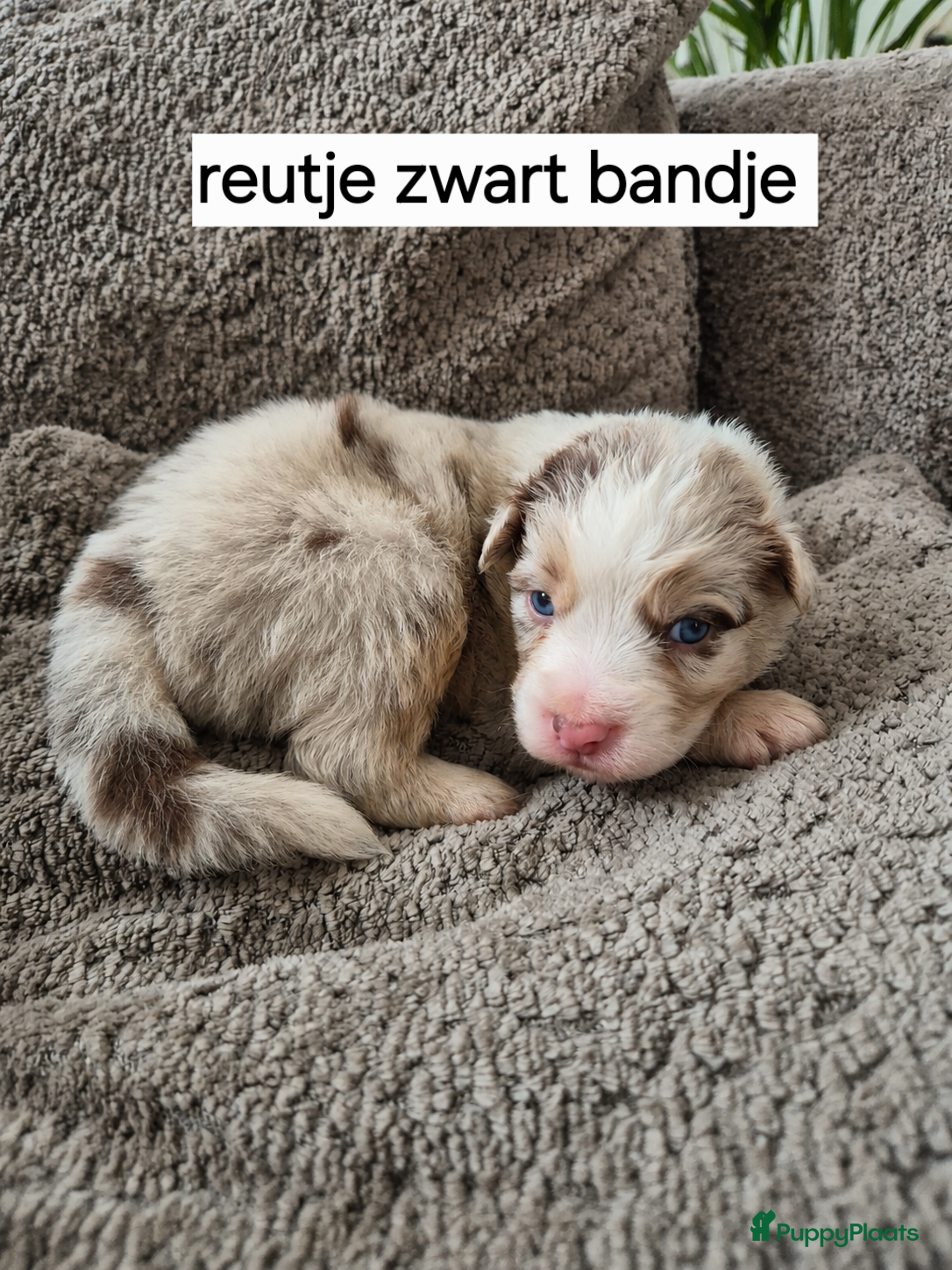 Australian Shepherd honden Australian Shepherds pups uit geteste ouders  - Advertentie 3