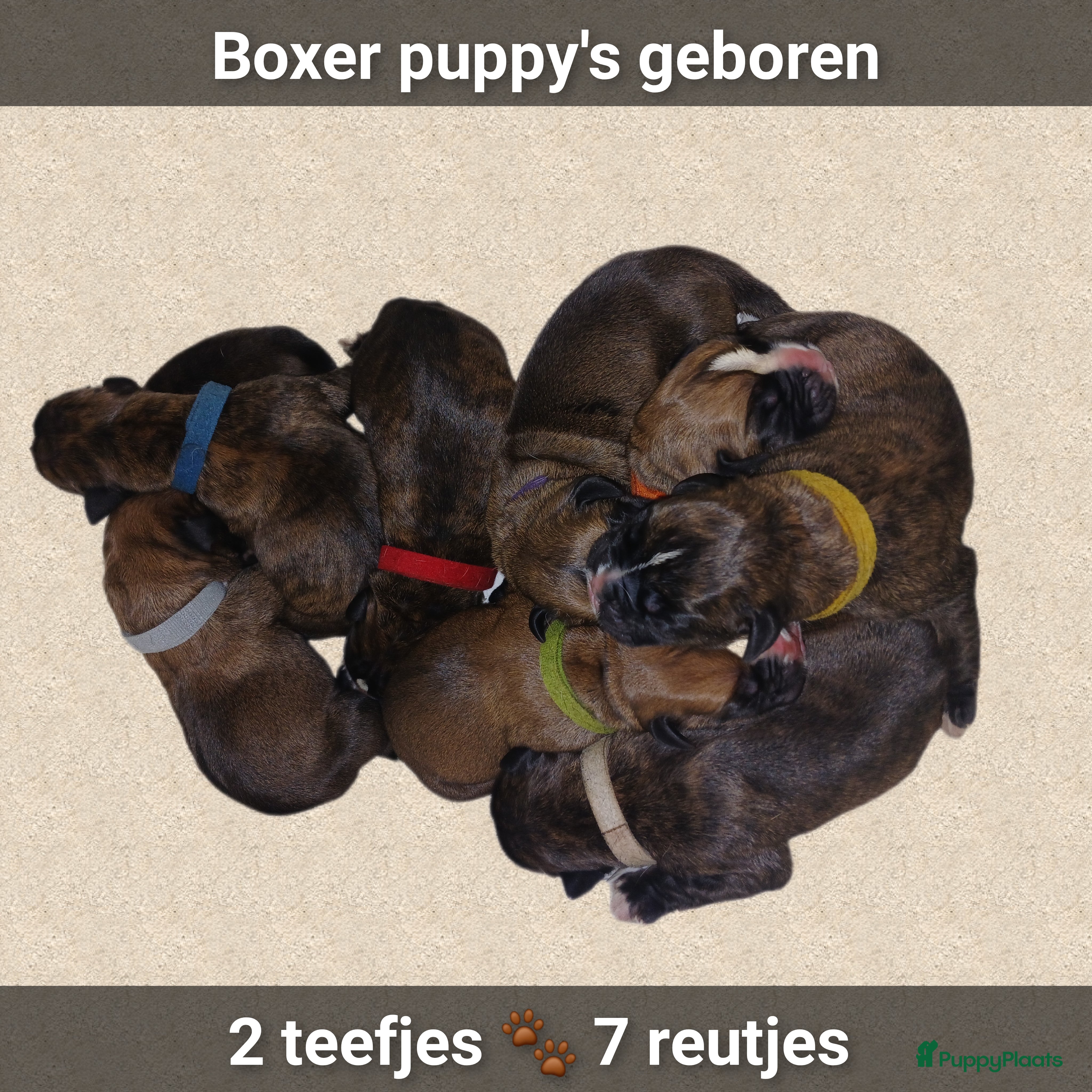 Boxer honden Schitterende Boxer pups geboren! - Advertentie 1