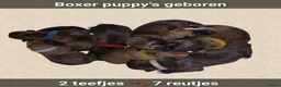 Boxer honden te koop: Schitterende Boxer pups geboren! - Advertentie 1