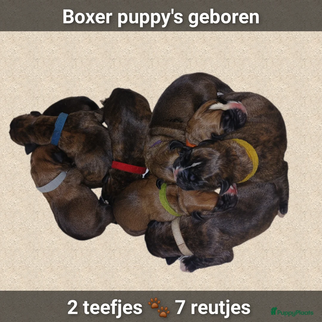 Boxer honden te koop: Schitterende Boxer pups geboren! - Advertentie 1