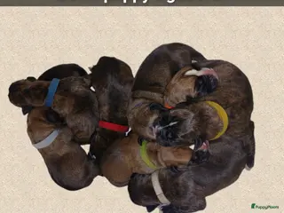 Boxer honden Schitterende Boxer pups geboren! - Advertentie 2