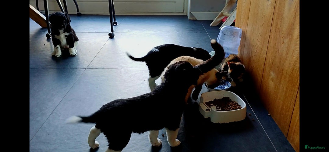 Friese Stabij honden te koop: Prachtige stabij pups - Advertentie 16