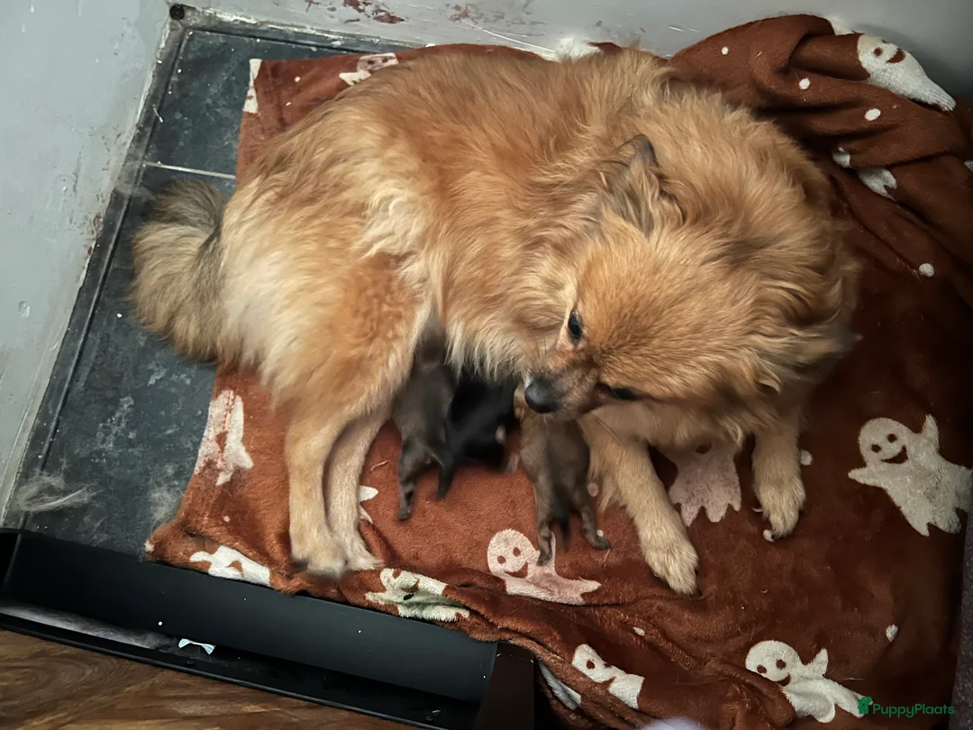 Pomchi honden te koop: Pomchi reutjes - Advertentie 2