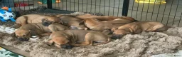 Rhodesian Ridgeback honden te koop: Rhodesian ridgeback pups - Advertentie 13