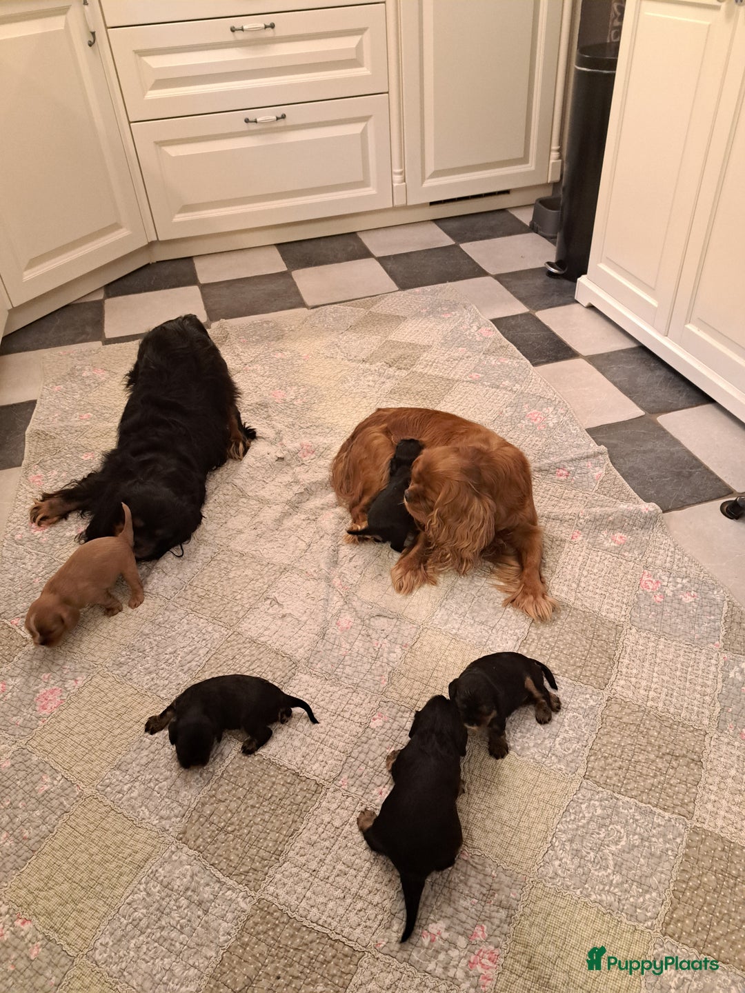Cavalier King Charles Spaniel honden te koop: Prachtige Cavalier King Charles Spaniels puppy's  - Advertentie 3