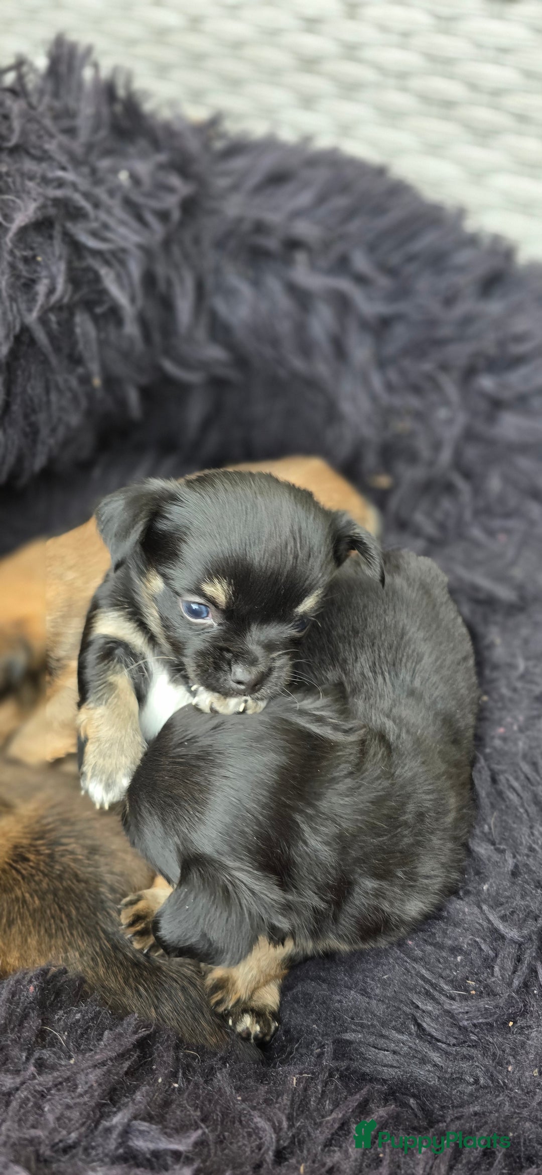 Chihuahua honden te koop: Chihuahua reutjes  - Afbeelding 9