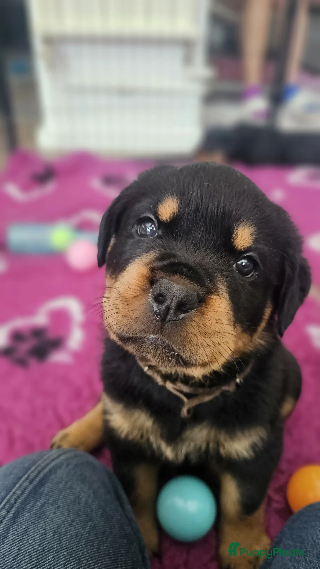 Rottweiler honden te koop: Litter F  - Advertentie 9