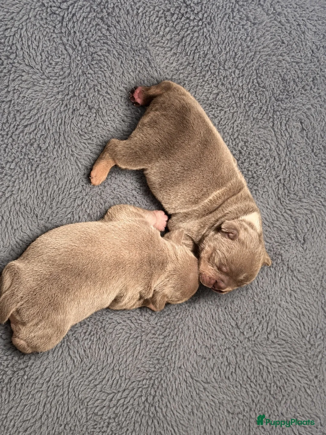 Franse Bulldog honden ter dekking: Franse bulldog dekreu - Advertentie 12