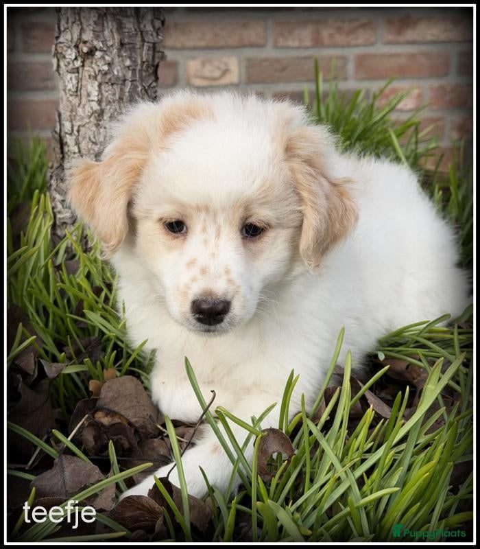 Kruising honden te koop: Boompoo F1b pups. Boomer x Poedel - Advertentie 2