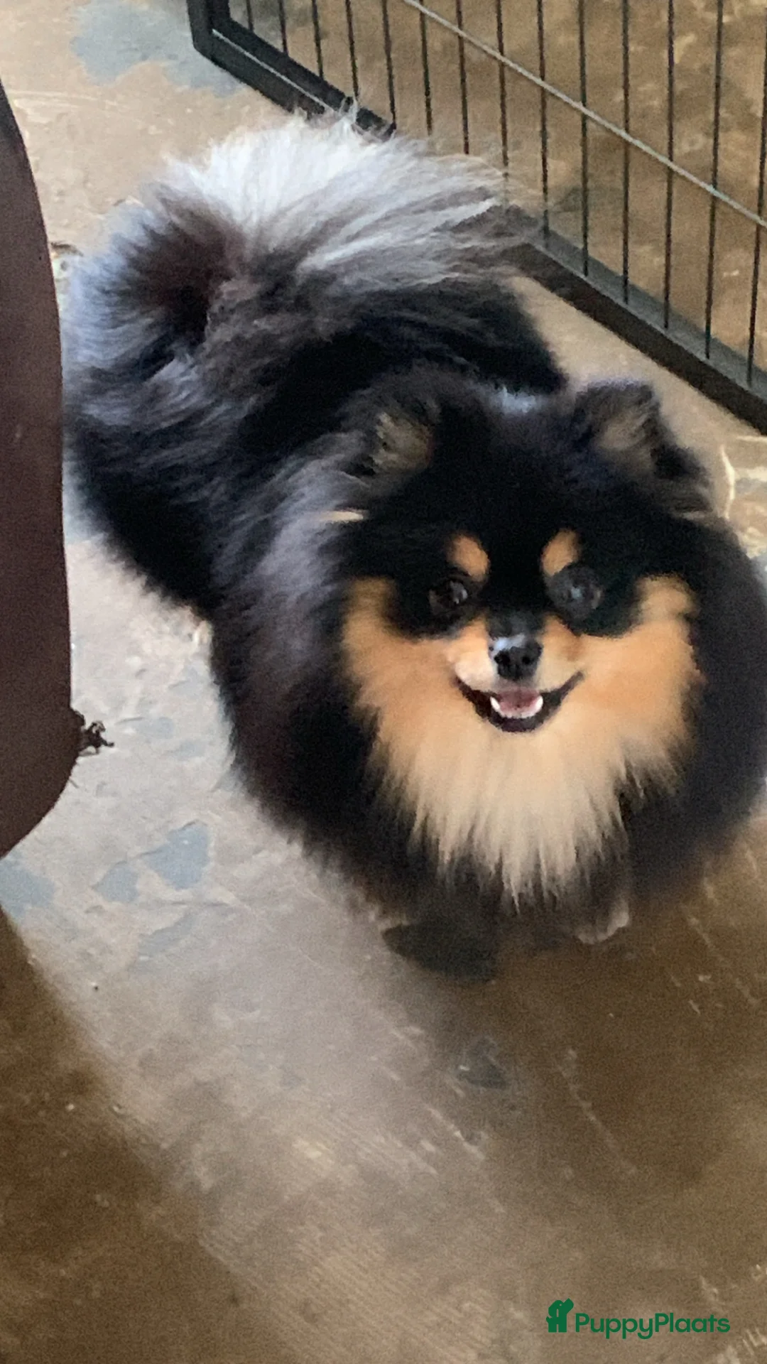 Pomeriaan honden te koop: Te koop pomeranian pups - Advertentie 1