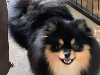 Pomeriaan honden Te koop pomeranian pups - Advertentie 2