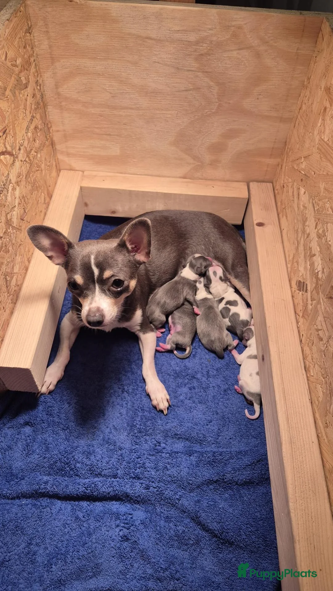 Chihuahua honden te koop: Chihuahua pups in Erp - Advertentie 1