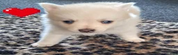Pomsky honden te koop: Pomsky pups - Advertentie 6