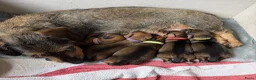 Ruwhaar Teckel honden te koop: Prachtige Ruwharige Teckel pups - Advertentie 40