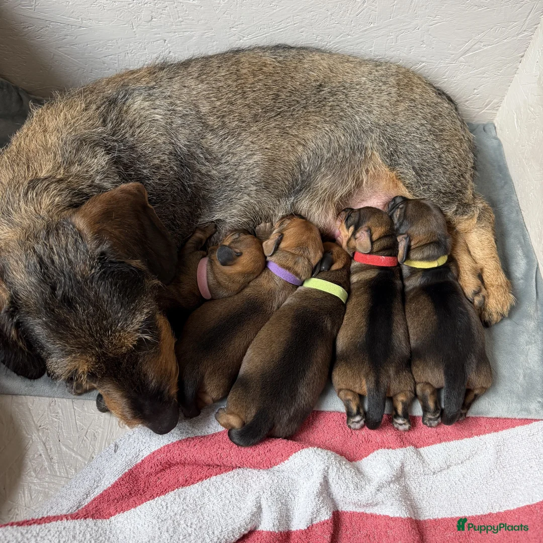 Ruwhaar Teckel honden te koop: Prachtige Ruwharige Teckel pups - Advertentie 40